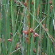 Image result for Schoenoplectiella juncea