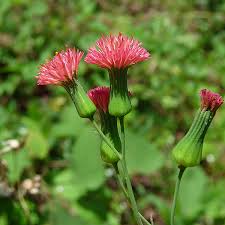 Image result for Emilia tessmannii