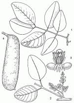 Image result for Isoberlinia tomentosa