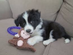 Black And White Border Collie Beagle Mix Cute And Adorable Border Collie Puppies For Adoption Collie Puppies Puppy Adoption Cute Dogs