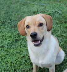 My 8month Lab Beagle Mix Beagle Mix Cute Animals Pet Dogs