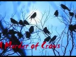 Pin On Birds Caw Caw Crow Feathers