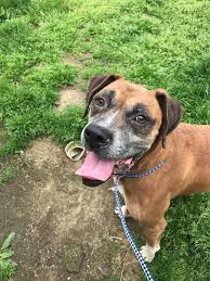 The men and women who donate their time to our cause are full time employees, parents and friends. Pin On Dogs For Adoption