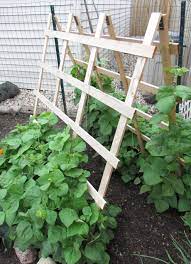 Climbing peas and beans (especially pole beans) can be some of the most productive plants you can grow, but providing strong supports for these plants is essential. Green Bean Trellis Wooden Tripod Simple Green Bean Trellis Outdoor Decor Design Ideas Growing Green Beans Trellis Green Bean Trellis Green Beans Garden