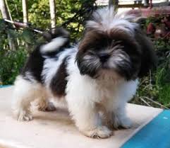 Mum is a kc registered lhasa apso and dad is kc registered red toy poodle. About Us Absosengkye Kennel Home Of The Lhasa Apso
