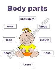 A collection of downloadable worksheets, exercises and activities to teach body parts, shared by english language teachers. Body Parts Match Esl Worksheet By Chooda