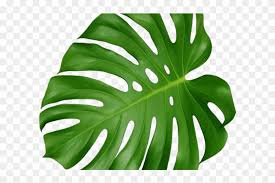 Tropics Clipart Tropical Foliage Swiss Cheese Plant Leaf Hd Png Download 640x480 1782587 Pngfind Our database contains over 16 million of free png images.