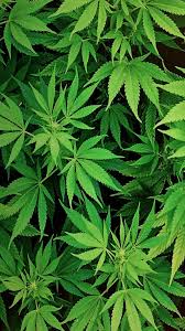 Weed Plant Aesthetic Wallpapers On Wallpaperdog Your marijuana weed wallpaper stock images are ready. weed plant aesthetic wallpapers on