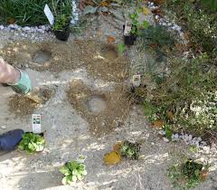 Sandarium Magerbeet Ausfuhrliche Baudokumentation Hortus Girasole In 2020 Pflanzen Kletterrose Konigskerze