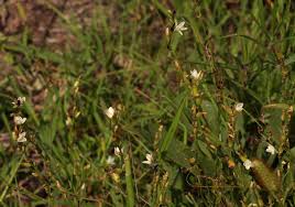 Image result for Oxygonum dregeanum