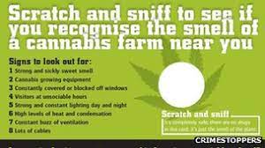 And if the card leads to a good gift, even better. Cannabis Scratch And Sniff Cards To Track Down Farms Bbc News