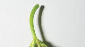 Zucchini blossoms should be kept in the fridge, and really don't last more than a day or two. Zucchini Blossoms Bon Appetit