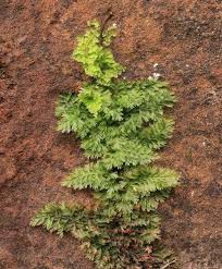 Image result for Vandenboschia