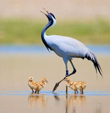 Respecting demoiselle cranes at Akrotiri, Cyprus