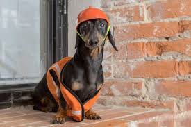 Expect to pay less for a puppy without papers, however, we do not recommend buying a puppy without papers. Eurofins Scientific Plans Facility In Wisconsin Usa Petfoodindustry Com