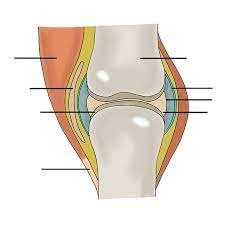 A New Knee Joint Diagram I Am Working On For The First Pegeekscorner Rapid Recall Sheet To Be Produced More Illustrations To Follow Wernethsport