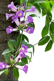 Image result for Mansoa difficilis