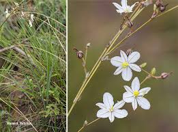 Image result for Chlorophytum galpinii