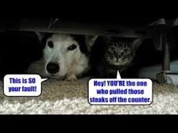 Top 10 Cat And Dog Funny Videos Funny Cat Dog Vines Compilation 2020 Youtube In 2020 Dog Vines Funny Dogs Funny Cats