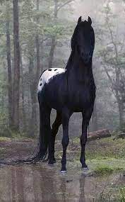 pin von takacs andrea auf supreme elegance pferde tiere pferdeliebe