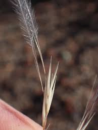 Image result for Stipagrostis