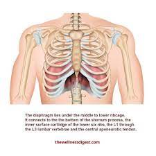 However, there are many reasons other than problems with one of your organs why pain can occur under your rib cage. What Organ Is Located Is Middle Of Chest Under End Of Rib Cage Back Pain And Slipped Rib