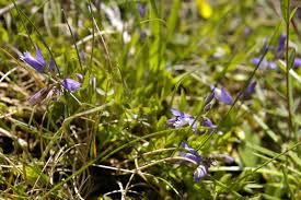 Image result for Polygala transvaalensis