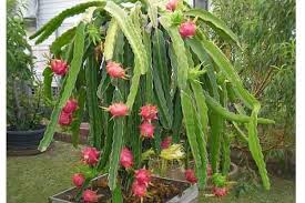 Buah naga yang selama ini kita kenal ternyata tidak hanya terdiri dari satu jenis saja. Buah Naga Kaktus Tak Berduri Kaya Nutrisi Satu Harapan