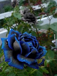 Real Black And Blue Flowers Beautiful Black And Blue Rose Rose Seeds Most Beautiful Flowers Beautiful Flowers