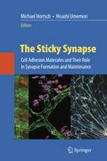 When molecules of water form flexible piles which stay together because of hydrogen bonding because of its molecular structure and the hydrogen bonding between molecules. The Sticky Synapse Cell Adhesion Molecules And Their Role In Synapse Formation And Maintenance Michael Hortsch Springer