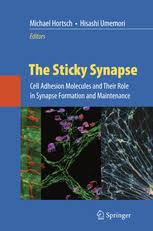We did not find results for: The Sticky Synapse Cell Adhesion Molecules And Their Role In Synapse Formation And Maintenance Michael Hortsch Springer