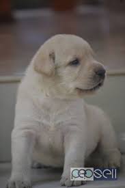 Maybe you would like to learn more about one of these? Labrador Puppies For Sale Near Lulu Mall Kochi Kochi Free Classifieds