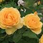 Profile Picture of Rose Julia Child™ | White Flower Farmon Google