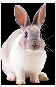 free rabbit png images conejos para fondo de pantalla transparent png 1059x1600 free download on nicepng free rabbit png images conejos para