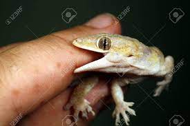 Lizards are not a threat to people if they invade a home, but they can be. Do House Lizards Bite How Do You Get Rid Of Them Quora