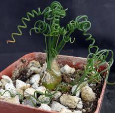 Image result for Albuca