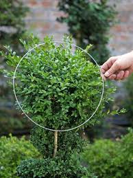 Resultado De Imagem Para Topiary Redes Animais Gartenarten Garten Pflanzen Buchsbaum Garten