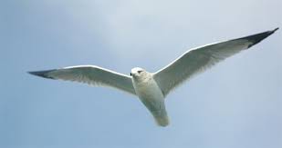 White bird with black tipped wings. Gulls And Terns Center For Coastal Studies