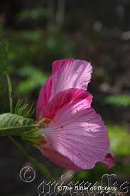 Image result for Hibiscus panduriformis