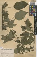 Image result for Acalypha ornata