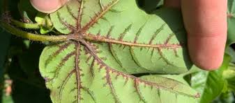 2021: Response of Cotton Varieties to Inoculation with Xanthomonas citri  pv. malvacearum, the Causal Organism of Bacterial Blight | Mississippi Crop  Situation