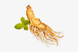 As tonic for invigoration and fortification in times of fatigue and debility, for declining capacity for work and concentration, also during convalescence. Download Ginseng Root Png Full Size Png Image Pngkit