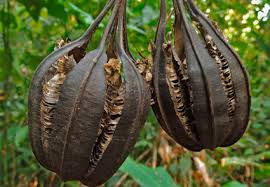 Image result for Aristolochiaceae