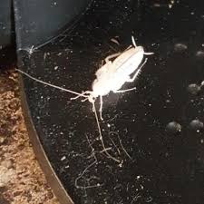 It comprises of state of the art technology to control the effects of. Get The Rid Of Bed Bug With Best Bed Bug Exterminator Service Winnipeg Bed Bugs Bug Exterminator Exterminator