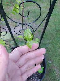 Very hot sunlight can cause the leaves to scorch along the edges. Help A Few Of My Clematis Leaves Are Turning Black And Curling Around The Edges Any Idea Why Plantclinic
