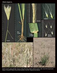 Image result for Chloris virgata