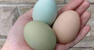 Check spelling or type a new query. Hens That Lay Colored Eggs Like Blue Green And Brown