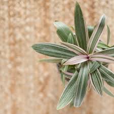 Maybe you would like to learn more about one of these? Wandering Jew Plant Spiderwort Care Growing Guide