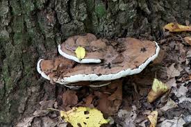 Image result for Ganoderma applanatum