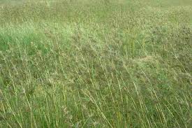 Image result for Themeda